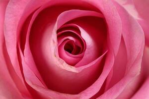 Pink rose flower closeup macro petals circle photo