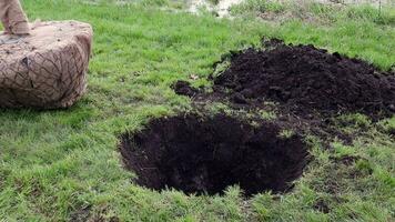 piantina pronto per piantare nel città parco, paesaggio concetto. caldo tempo metereologico per piantare alberi avvicinamento. Manuale piantare di un' albero. il piantina Usato nel il futuro per piantare nel un' permanente posto. video