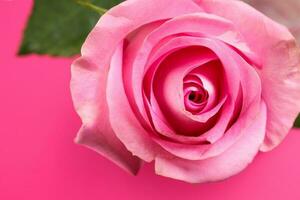 Pink rose flower closeup macro petals circle on pink paper background photo