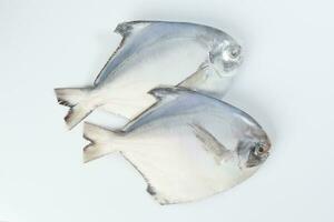 Cleaned degutted white pomfret fish on white background photo