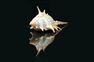 Sea Shell variety photo