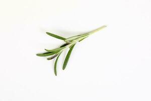 Rosemary Herb green fragrant branch on white background photo