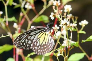 beautiful butterfly variety on flowers photo