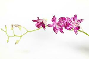 Colorful Orchid Flower photo