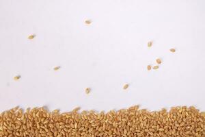 Wheat grain horizontal line frame border copy text space on white background photo
