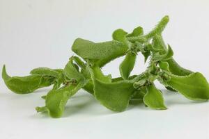 Ice plant vegetable greed frosty leaf photo