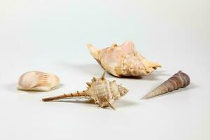 Sea Shell variety photo