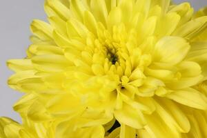 small yellow chrysanthemum mum flower bunch macro closeup on white background photo