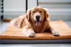 Cute dog lying on cooling mat in hot day at home. photo