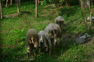 Animals prepared for slaughter during Eid al-Adha. Sacrifice or Sacrifice Day on Eid al-Adha in Indonesia. photo