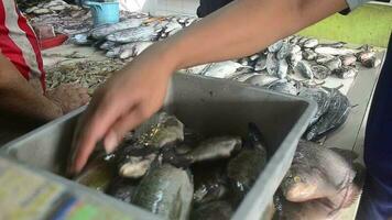 indonesio hombres ordenar pescado a el pescado mercado cuales es retenida a el mas grande tradicional mercado en bandung video