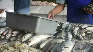 indonesio hombres ordenar pescado a el pescado mercado cuales es retenida a el mas grande tradicional mercado en bandung video