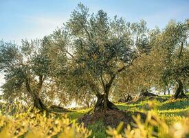 italiano proyectos utilizando aceituna arboles a Produce aceituna petróleo foto