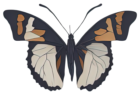 Butterfly Wings Pngs For Free Download Butterfly Wings Pngs For Free Download