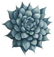 Watercolor Succulent illustration. png