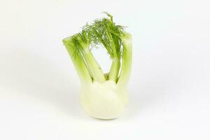 Fennel root leaf herb photo