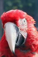Red Black Colorful Parrot Parakeet photo