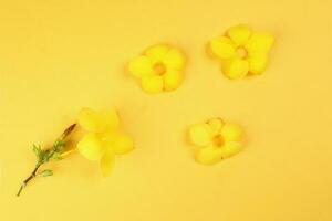 Yellow allamanda bell flower on yellow paper background text copy space minimalist concept photo