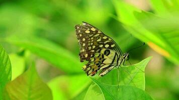 Colorful and patterned butterflies feed on flower nectar video