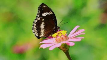 vistoso y estampado mariposas alimentar en flor néctar video
