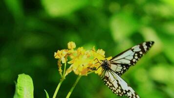 colorato e fantasia farfalle alimentazione su fiore nettare video