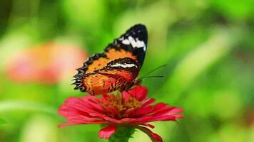 vistoso mariposa y hermosa patrones. mariposas alimentar en néctar desde flores en el Mañana. video