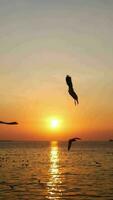 Möwe fliegt wunderschön mit einem blauen Himmel im Hintergrund video