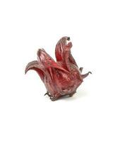 Roselle Hibiscus sabdariffa photo