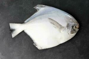 Cleaned degutted white pomfret fish on black marble slate background photo