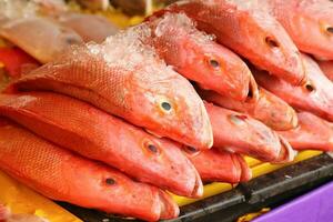 rojo pargo pescado en hielo a pescado puesto foto