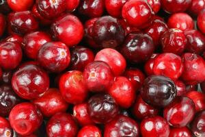 Small Red Cranberry photo