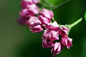 Exotic Flowers Close-up photo