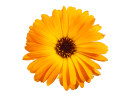 Top view of macro orange flower named osteospermum orange african daisy, Calendula. Marigold flower isolated on background png