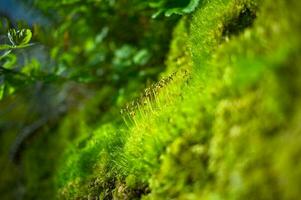 Moss Closeup View photo