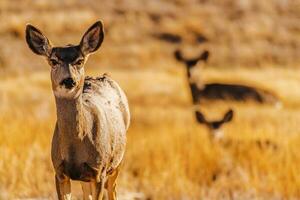 Colorado Prairie Elks photo