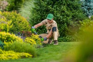 Professional Gardener Pruning Bushes And Shrubs. photo