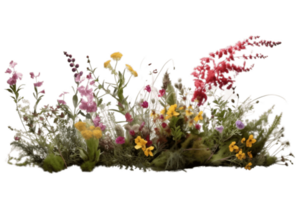 Flowery shrubs in nature on transparent background. png