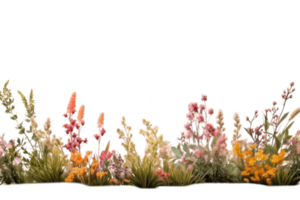 Flowery shrubs in nature on transparent background. png