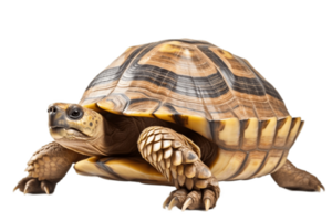 schildpad geïsoleerd Aan transparant achtergrond. ai png