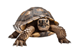 Tortuga aislado en transparente antecedentes. ai png