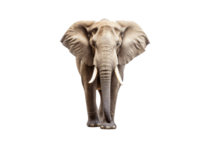 Elephant Isolated on Transparent Background. AI png