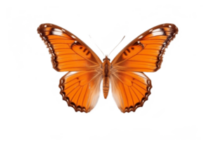 Butterfly Isolated on Transparent Background. AI png