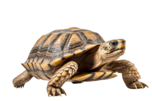 Turtle Isolated on Transparent Background. AI png