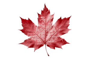 Red Sugar Maple Leaf Isolated on transparent Background with Foliage and Stalk. AI png