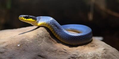 A snake with bright yelllow eyes and blue body photo