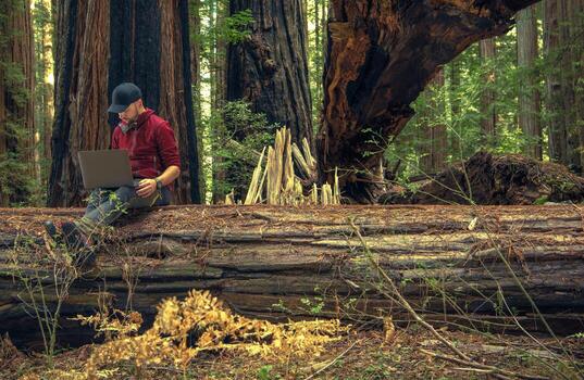 Men Remotely Working From Redwood Forest photo