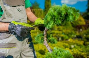 Gardener Looking For Best Plants For His Garden Project photo