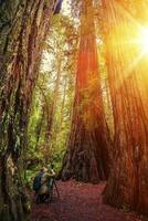 Nature Photographer in Redwood photo