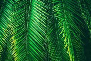 Natural Palm Leaves Background photo