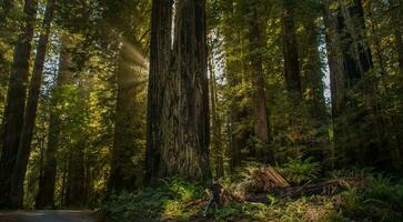 Hiker in Front of Ancient Sequoioideae Redwood Tree photo